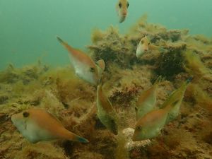 Leatherjacket fish at Windara Reef