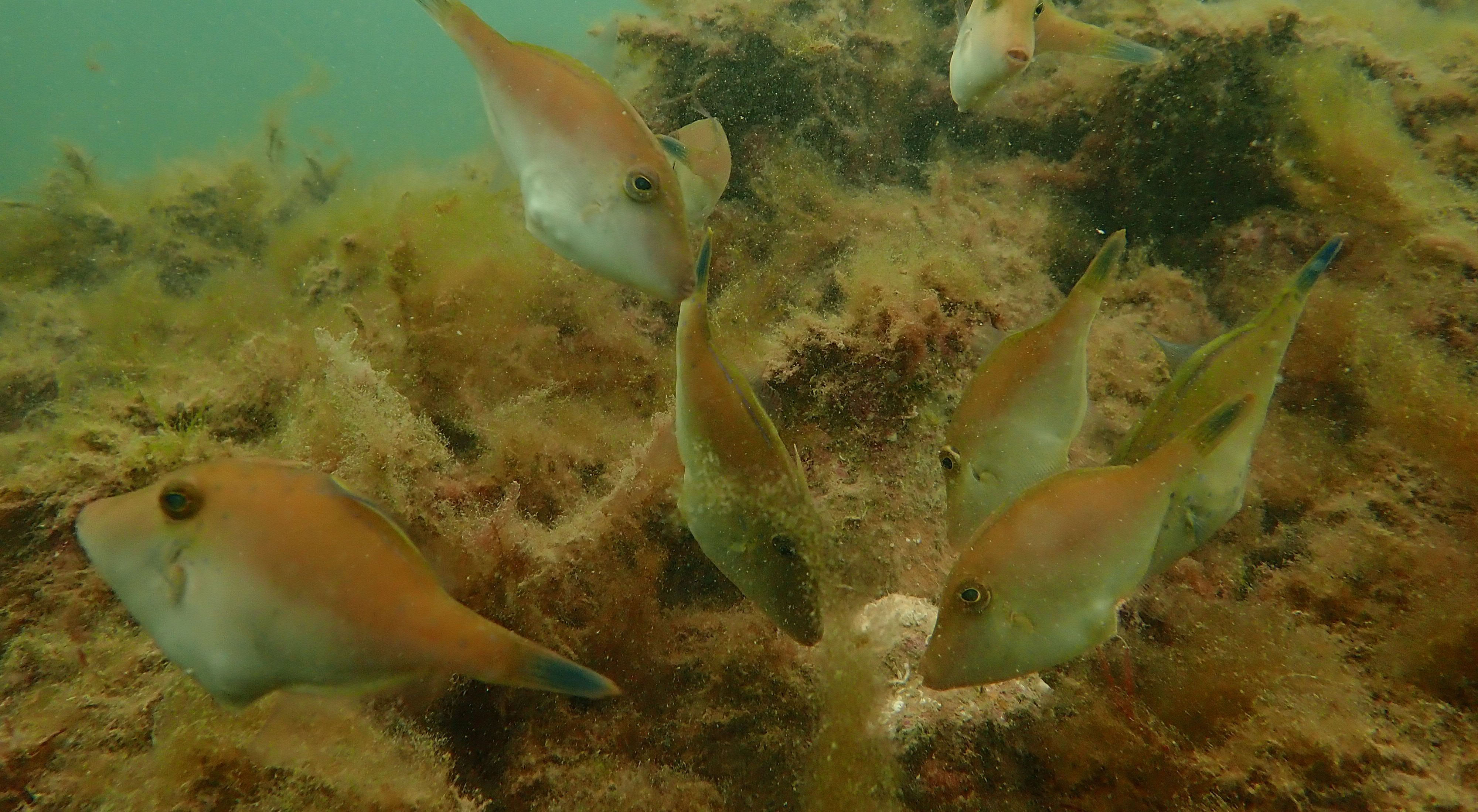 Close-up of fish swimming around reef under water.