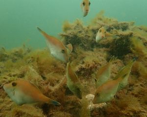 Leatherjacket fish at Windara Reef