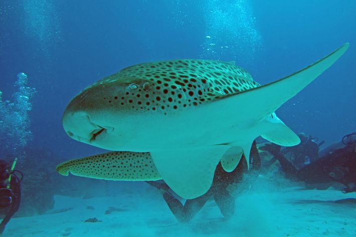 Leopard Shark