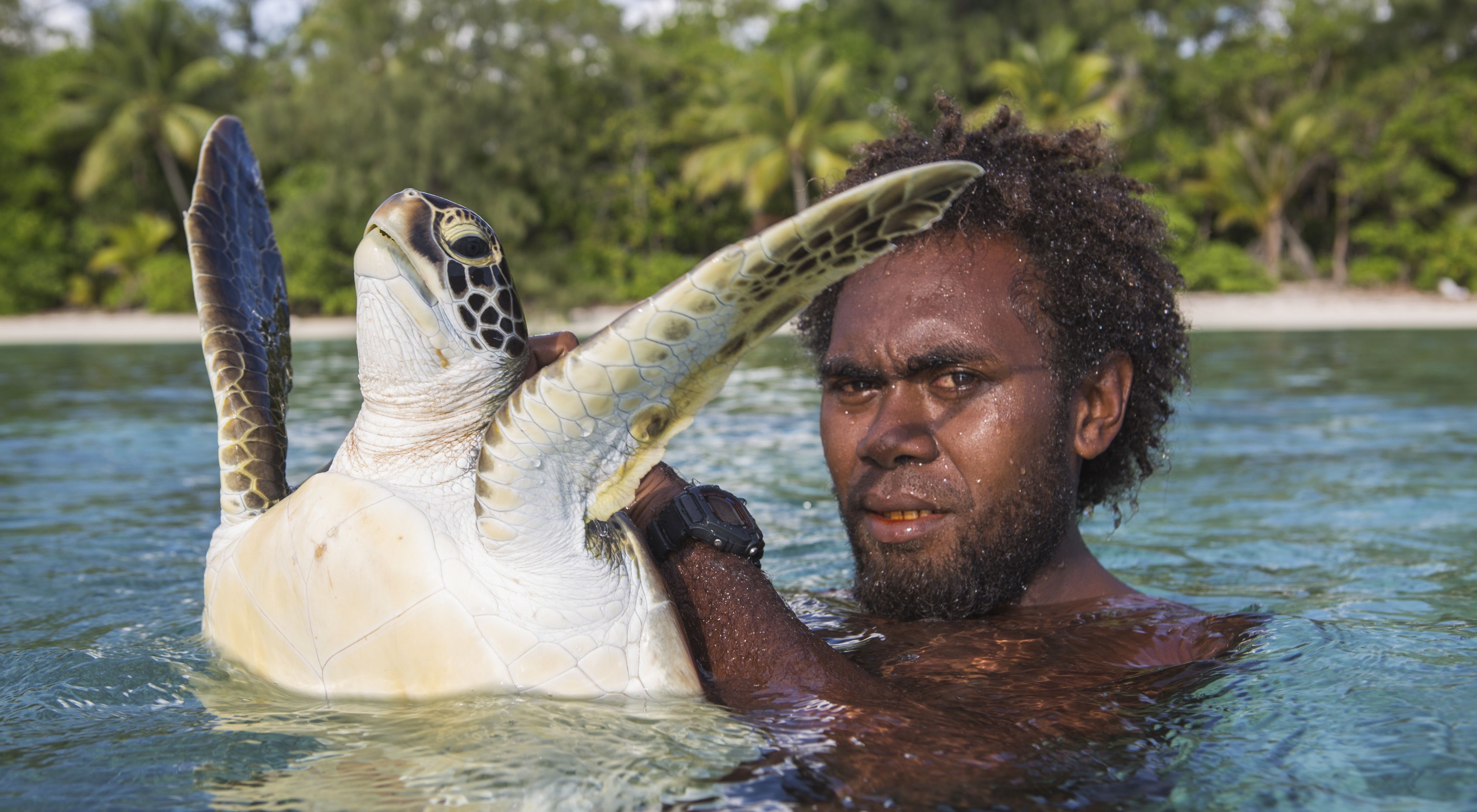 Leslie and other Arnavan Island Rangers search for, jump on, catch, and tag turtles for research