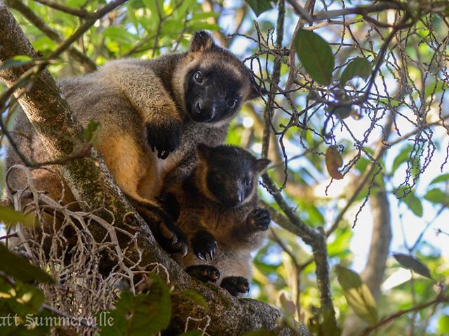 Evolved from regular, ground dwelling kangaroos, there are a dozen different species of tree-kangaroos found mostly in New Guinea. 
