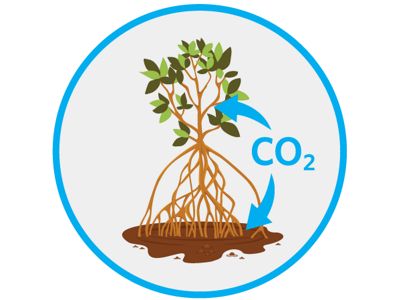 are among the most powerful carbon sinks on the planet