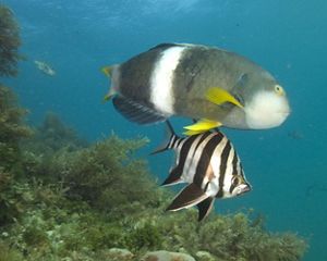 Male Blue-throated Wrasse and Old Wife swimming