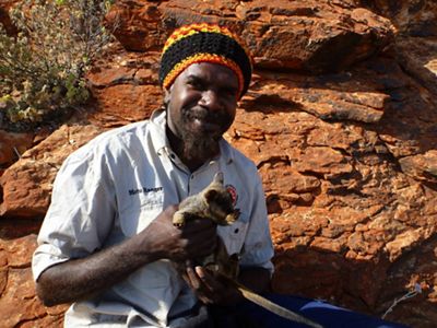 with Warru (Black-flanked Rock-wallaby) joey