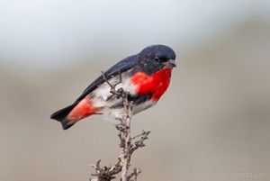 Mistletoebird_Chris-Steeles.jpg