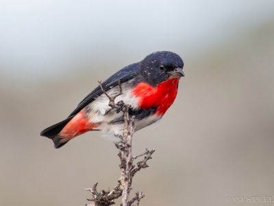 only males like this one are red on the throat and chest