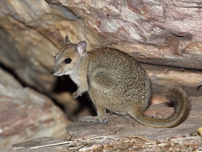 Also referred to as Burbidge's Rock-wallaby. They're one of Australia’s smallest rock wallabies. Only found in a small area of the Kimberley region and nearby islands.