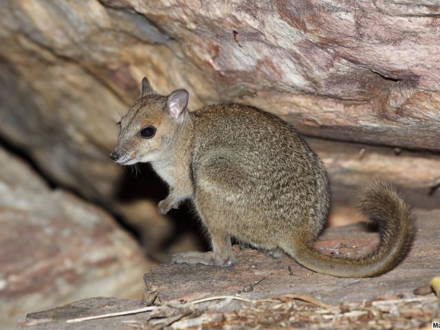 Also referred to as Burbidge's Rock-wallaby. They're one of Australia’s smallest rock wallabies. Only found in a small area of the Kimberley region and nearby islands. 