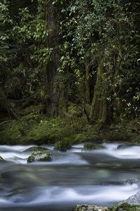 A river running through a forest, the water looks like mist.