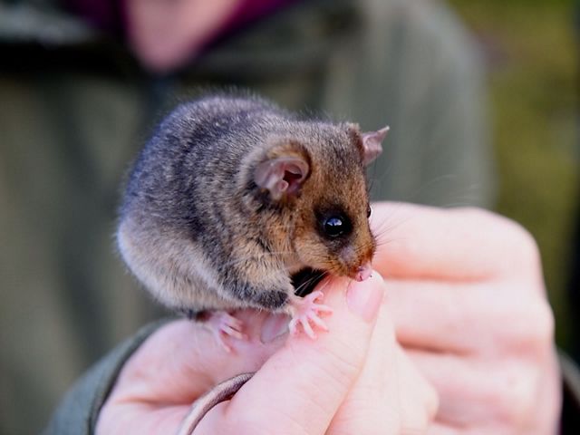 A mountain pygmy possum sits on a person's hands.