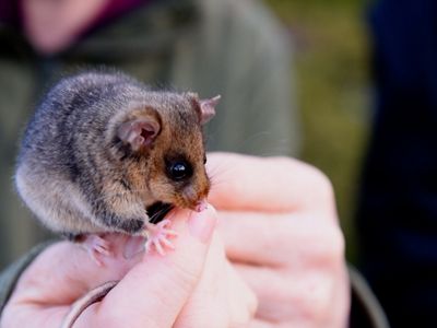 is an endangered species found in alpine and subalpine boulderfields and rocky screes.