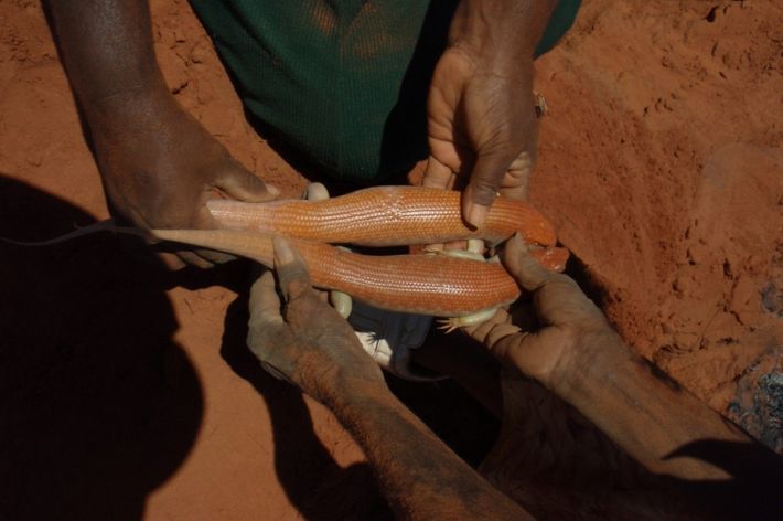 is a lizard that is highly significant to Martu people of the Western Desert