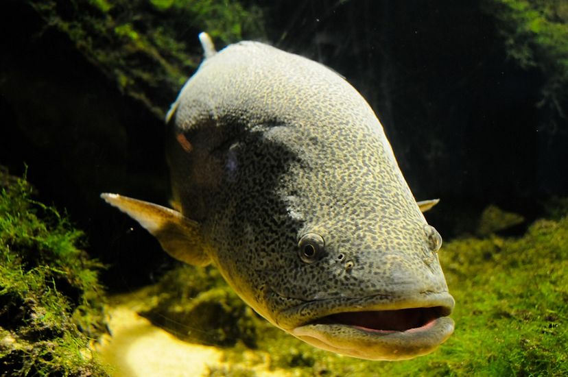 is a Critically Endangered species and Australia’s largest exclusively freshwater fish