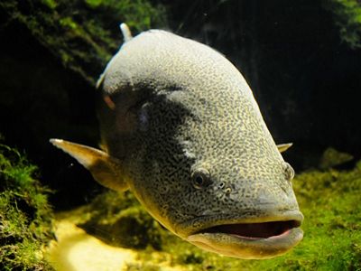 is a Critically Endangered species and Australia’s largest exclusively freshwater fish