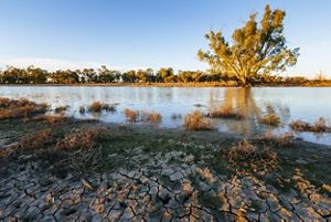 A Red Gum tree in the Carrs, Capitts and Bunberoo creek system, Australia