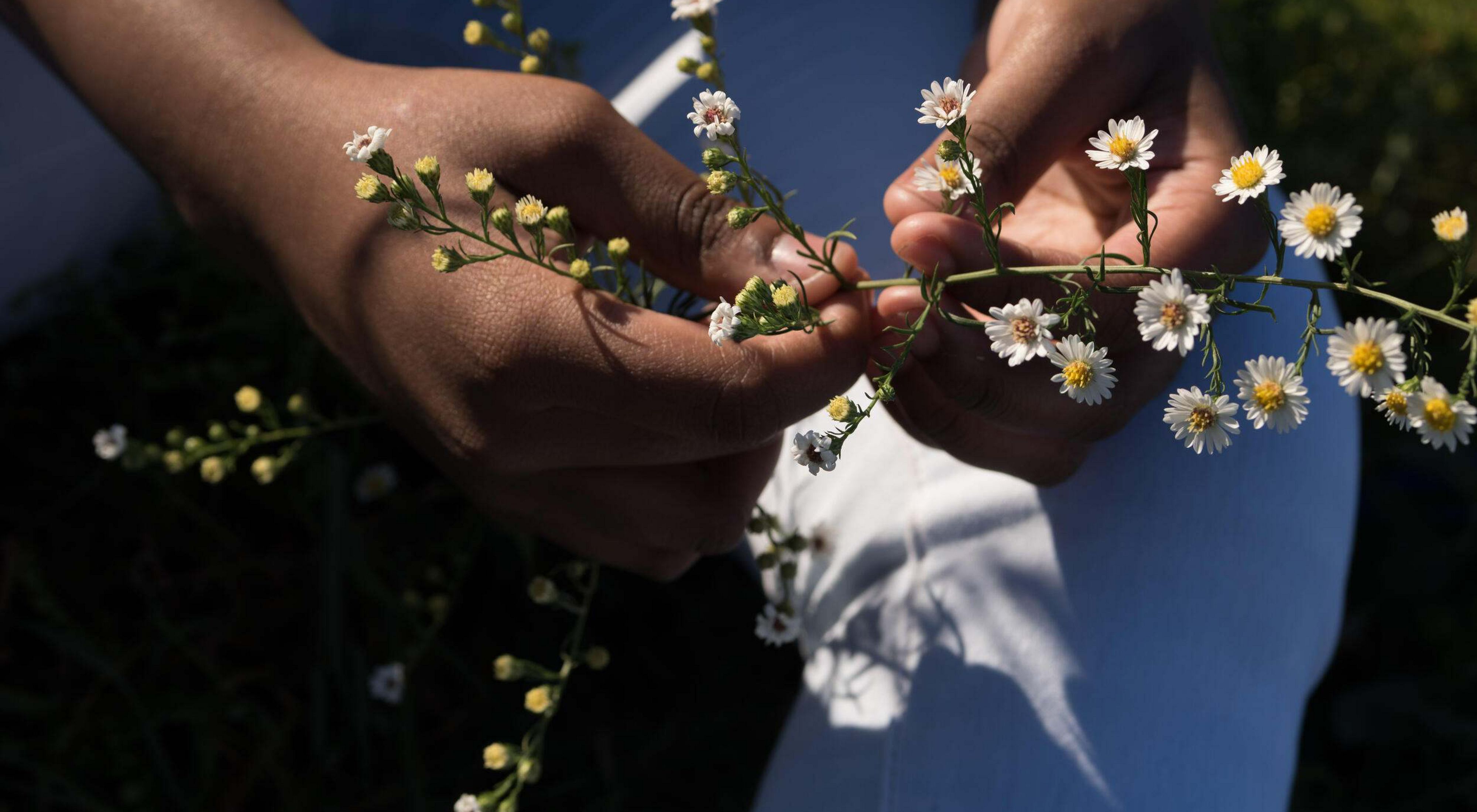 Two hands nursing a stem with small white flowers