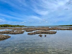  A view of a dark grey oyster shell reef at low tide