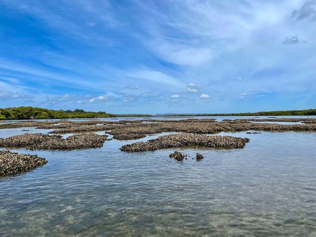  A view of a dark grey oyster shell reef at low tide