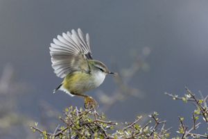 Small green bird with its wings spread out.