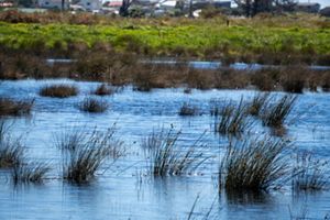 A body of water and water plants.