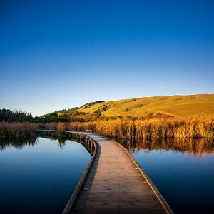 A boarded walkway over a a wetland surrounded by reeds and hillside at sunrise.