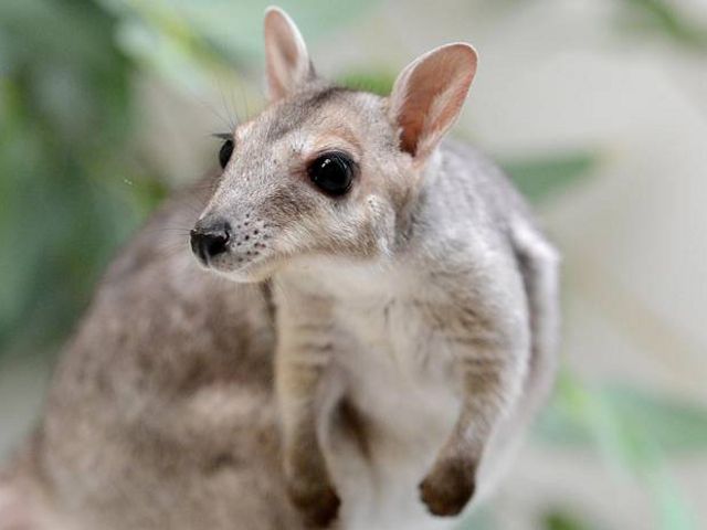 at Perth Zoo was rescued by a wildlife carer in Broome after his mother was killed by a vehicle. He is the only Nabarlek in any zoo anywhere in the world.