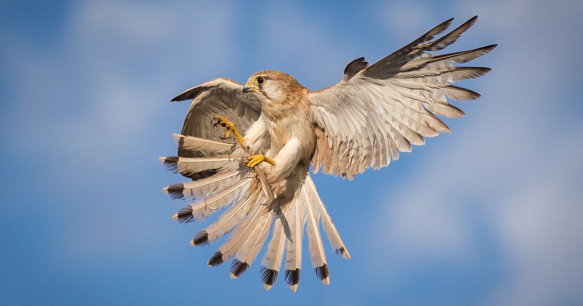 10 birds of prey to see in South Australia