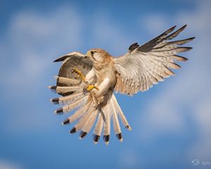 Nankeen Kestral