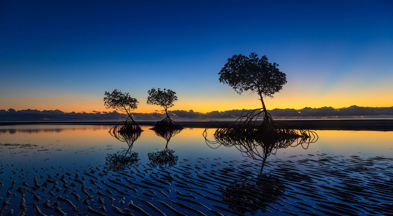 trees on a wetland at dusk