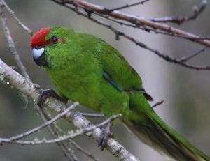 norfolk island parrot