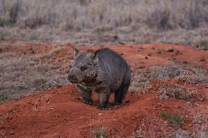 Northern Hairy-nosed Wombat