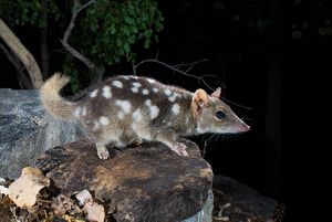 Northern Quoll