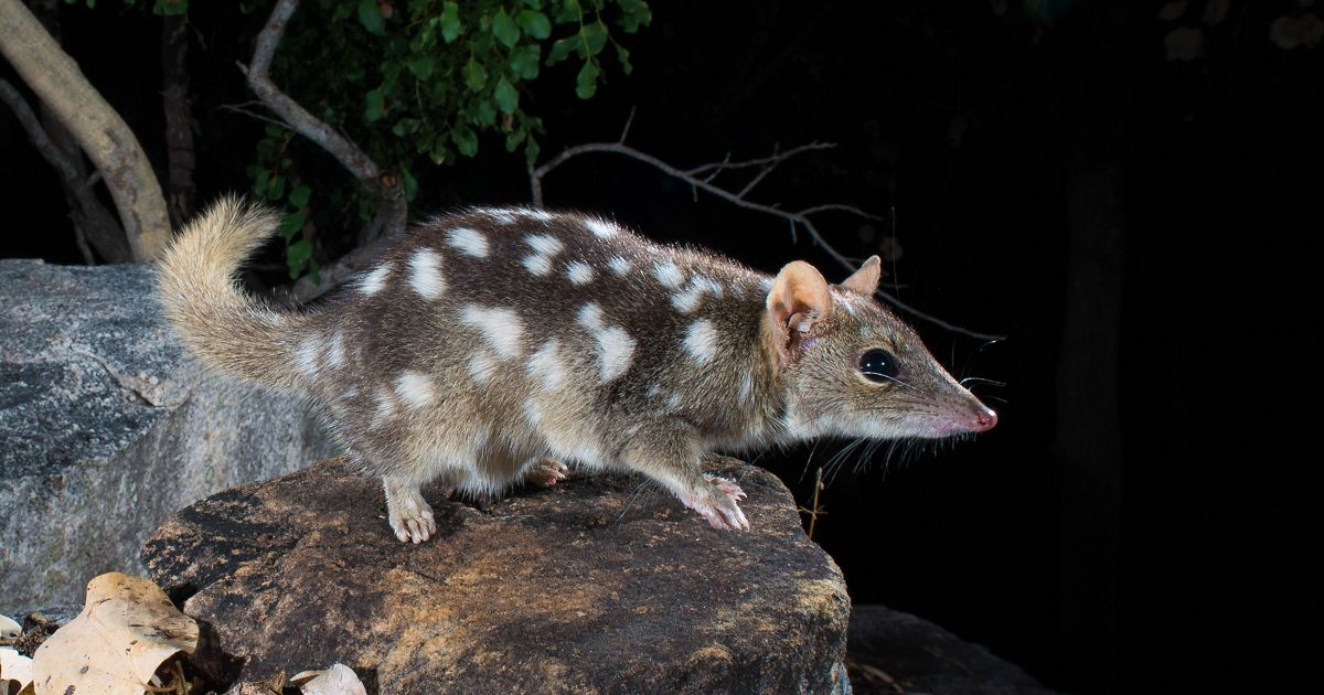 Unique animals of northern Australia