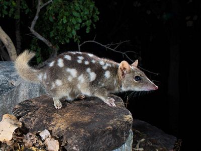 (Dasyurus hallucatus) Prince Regent River, WA Australia