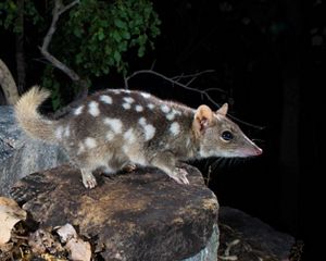 Northern Quoll
