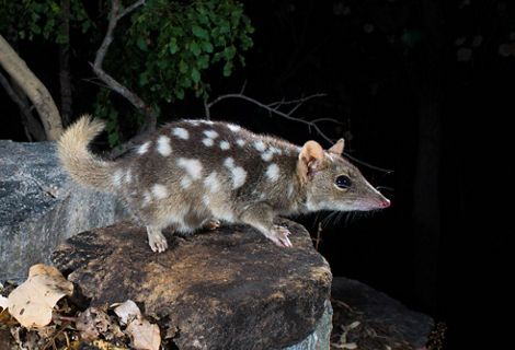 Northern Quoll