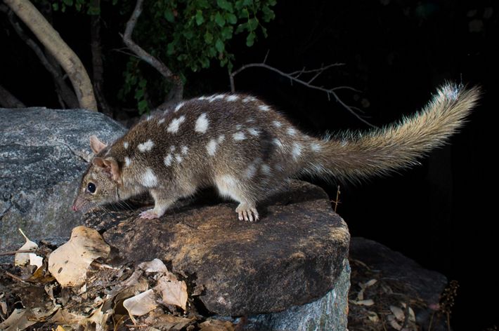Northern Quoll
