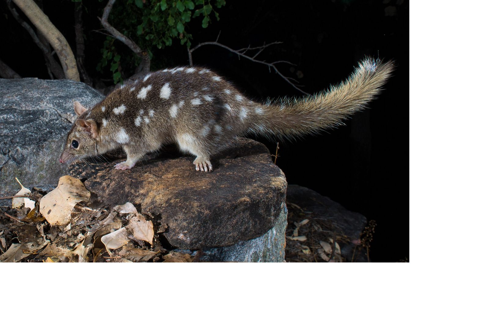 Working with Indigenous Australians for Conservation