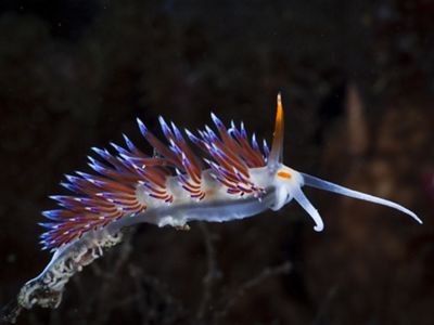 are a group of soft-bodied, marine gastropod molluscs, not to be confused with sea slugs.