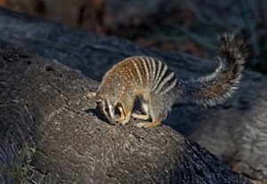 10 Weird And Wonderful Wildlife Of Australia