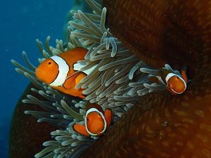 great barrier reef species