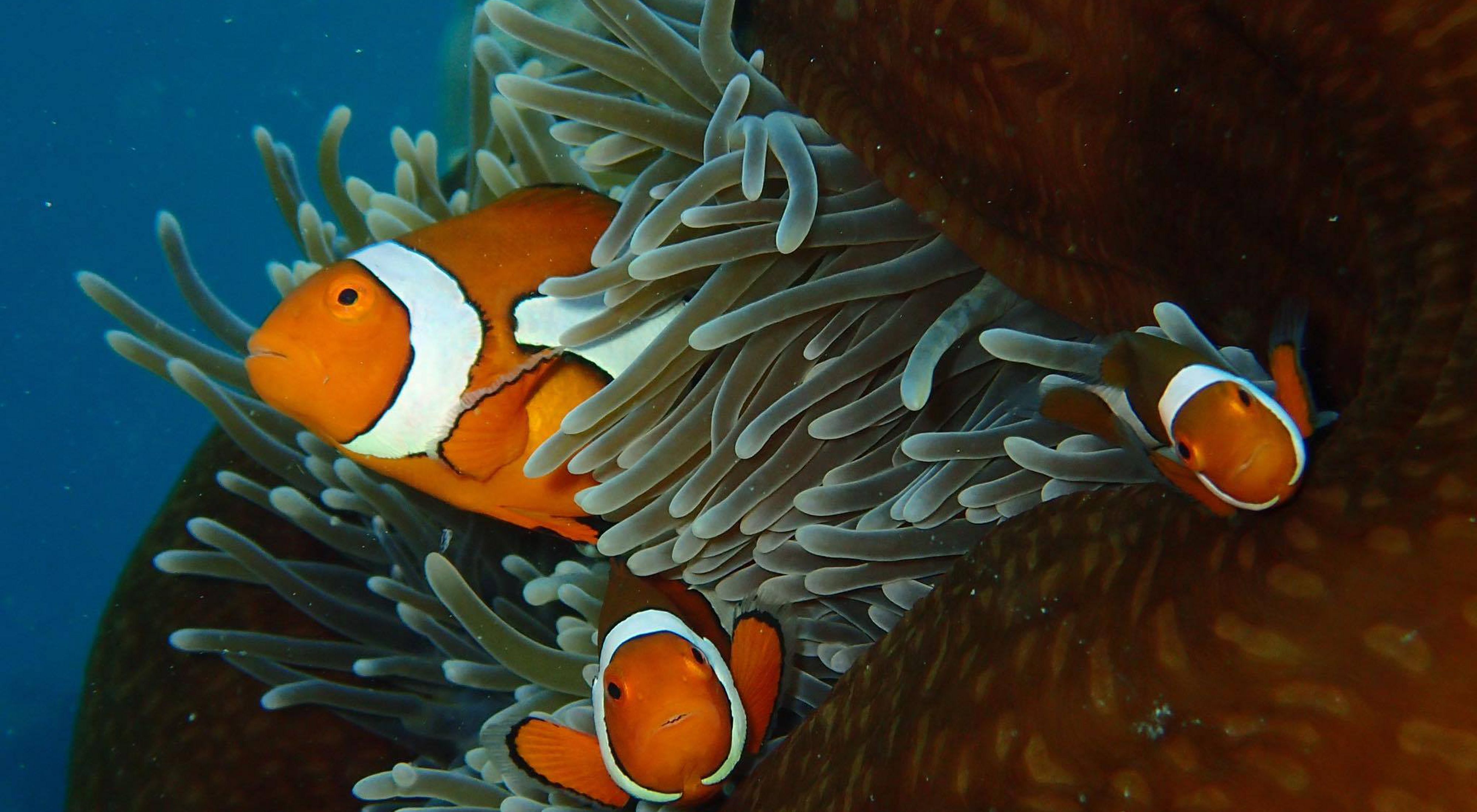 Great Barrier Reef | Shellfish reefs need saving too | TNC