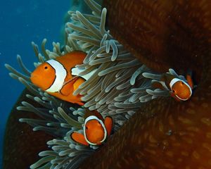 Ocellaris Clownfish