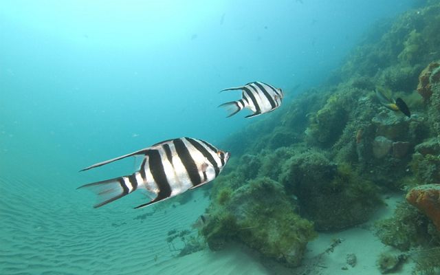 shallow water fish