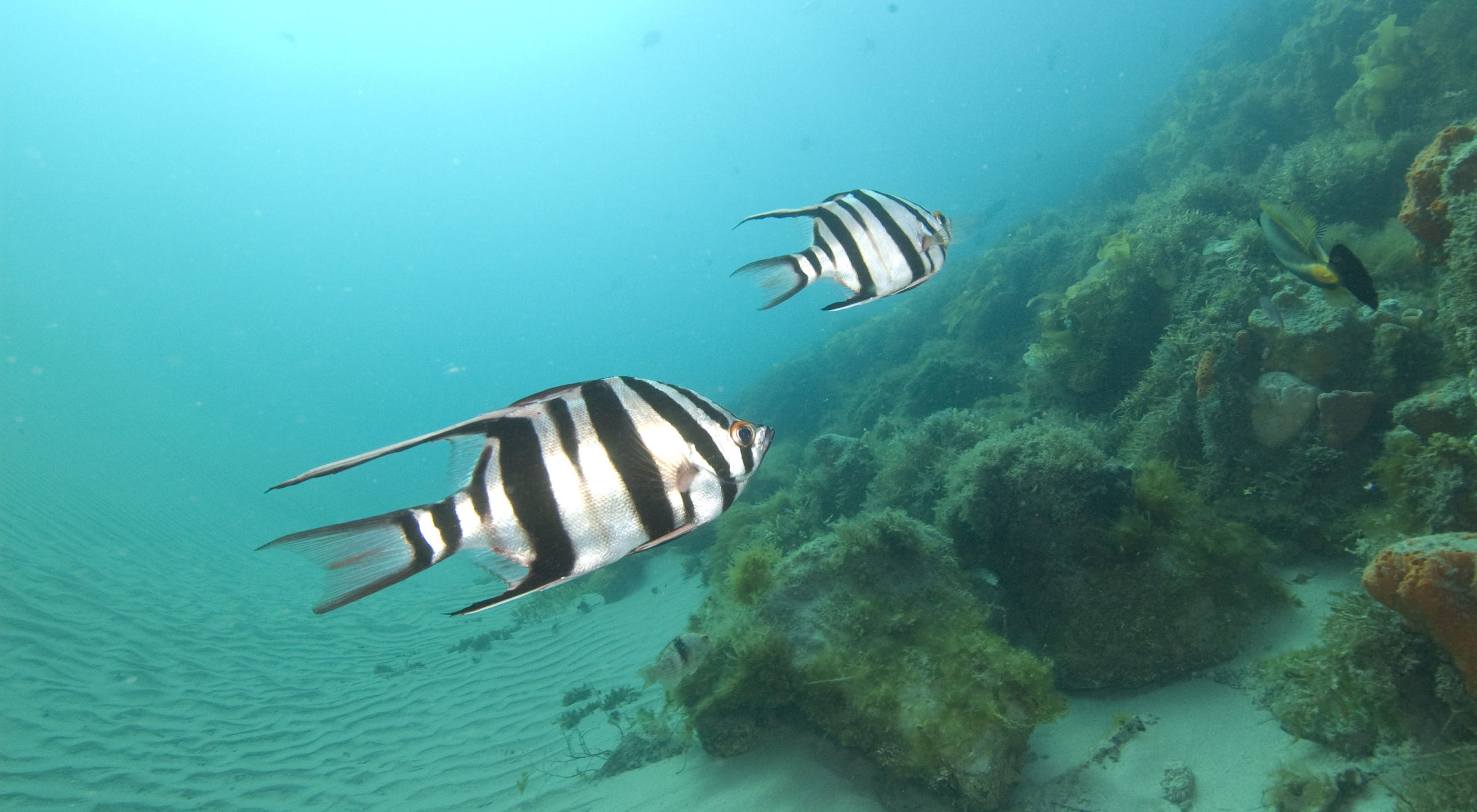 The 6 Best Underwater Fishing Cameras of 2024