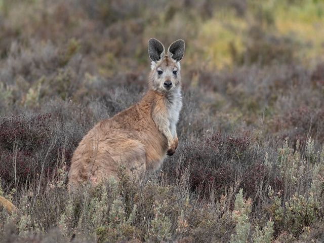 a common Wallaroo. Most wallaroos are a little smaller than a kangaroo and a little bigger than a wallaby.