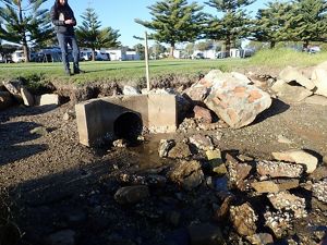 eroding foreshore along Wagonga inlet. 
 