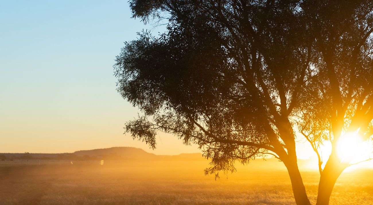 A tree on the Vergemont Property, QLD at sunset