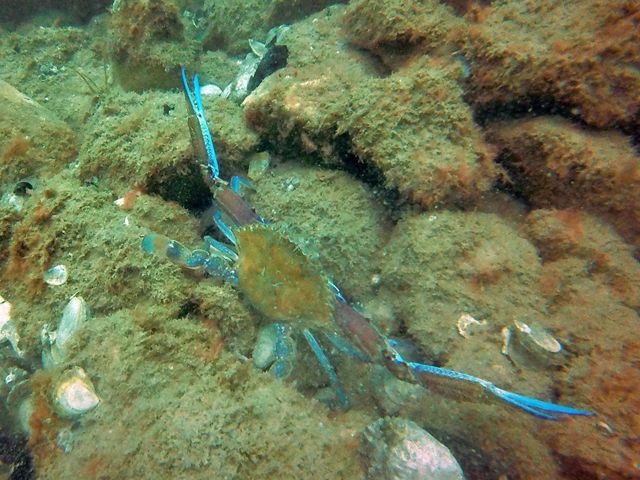 A blue swimmer crab sits on a shallow oyster reef with its claws outstretched.